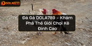 Đá Gà DOLA789 - Khám Phá Thế Giới Chọi Kê Đỉnh Cao