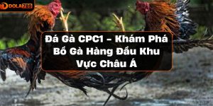 Đá Gà CPC1 - Khám Phá Bồ Gà Hàng Đầu Khu Vực Châu Á